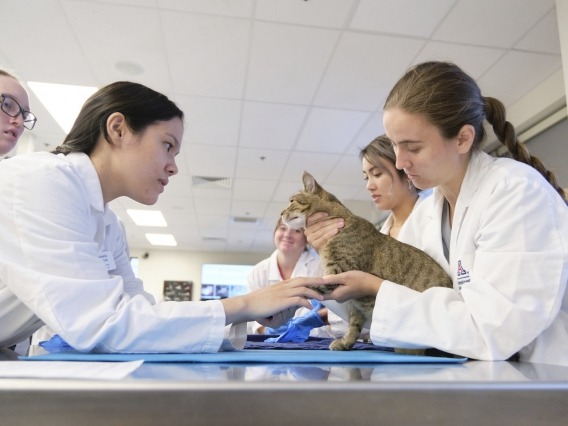 Students work with a feline patient