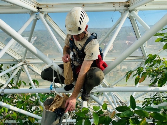 Jason Deleeuw, Biosphere 2 terrestial biome manager, climbs the space frame above the rain forest floor to collect leaves and samplers placed overnight to link leaf climate, microbiome and volatile organic compound emissions.