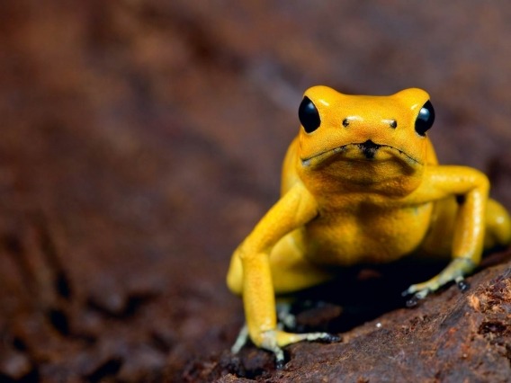 A yellow poison dart frog