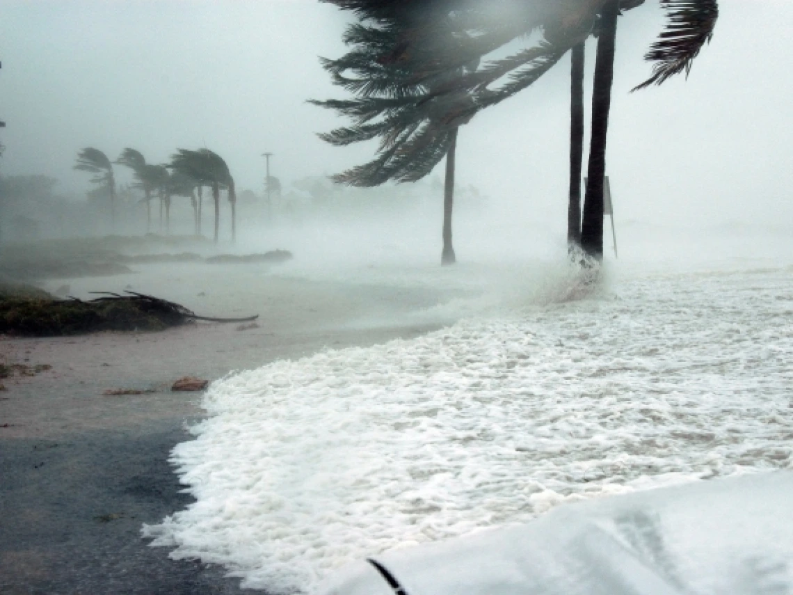 palm trees on beach blowing in Hurricane