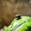 A close-up view of a fly perched on a vibrant green leaf. The fly is located slightly off-center to the right, displaying distinct red compound eyes and a metallic blue-green body. Its wings are translucent with a slight sheen, folding neatly over its back. The leaf beneath the fly is glossy and textured, with a central vein running through it. The background is blurred, composed of soft brown and green tones, which enhances the focus on the fly and leaf in the foreground.