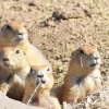A group of four, light brown prairie dogs a grouped together and peering out from a whole in a dirt-strewn field.